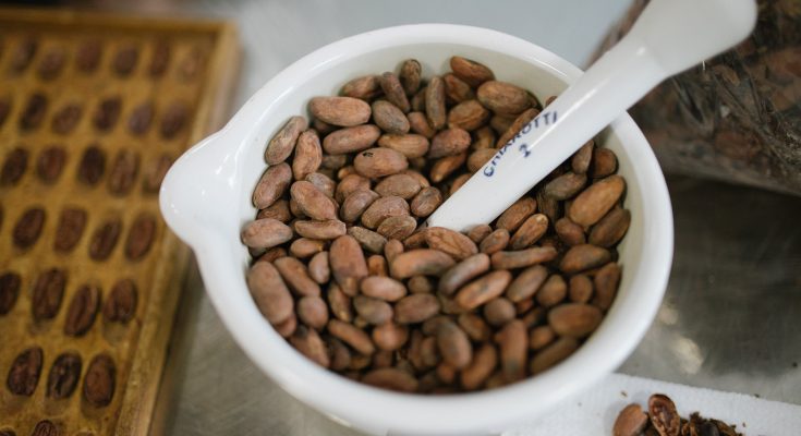 Concurso premia melhor cacau do Brasil