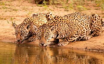 Viagens ao Pantanal revertem para preservação de onças-pintadas