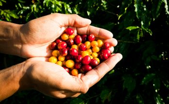 A cadeia produtiva do café em pauta