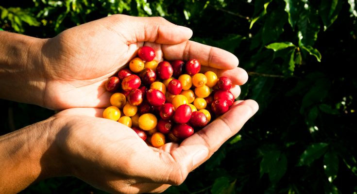 A cadeia produtiva do café em pauta