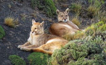 Rede Tierra Hotels lança informativo sobre os pumas