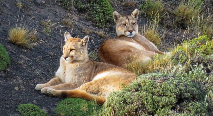 Rede Tierra Hotels lança informativo sobre os pumas