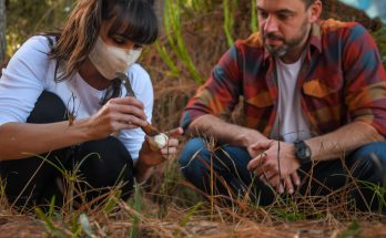 Caçada aos cogumelos selvagens em Cambará do Sul