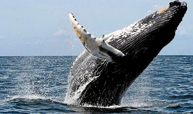 Txai Resort Itacaré é cenário para avistar Baleias Jubartes