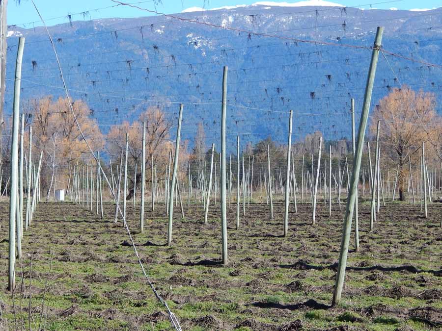 Comarca Andina do Paralelo 42, foto de lúpulo