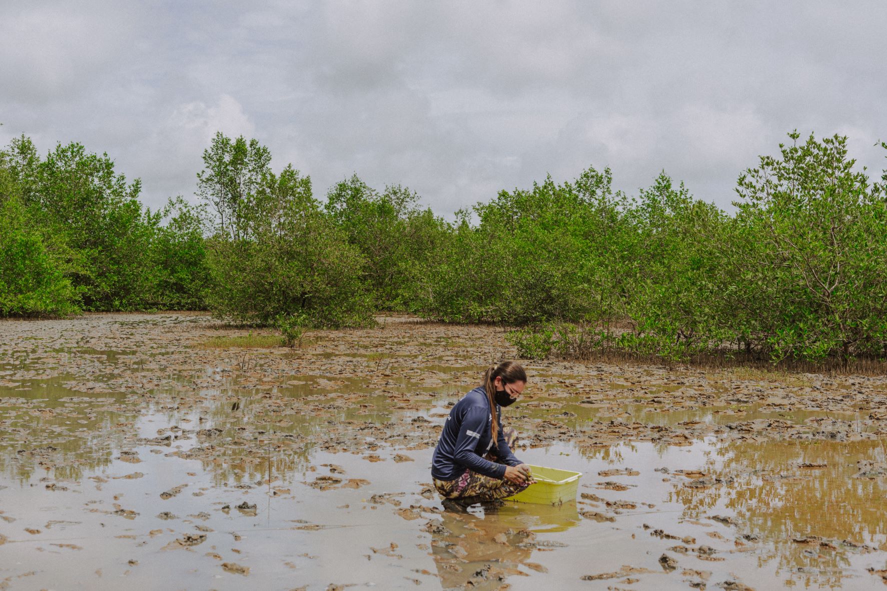 Inicia plantio de 30 mil mudas em manguezais amazônicos
