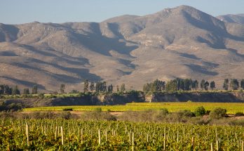 Vale do Limarí, no Chile, destaca esta cepa emblemática que celebra seu dia internacional neste 26 de maio