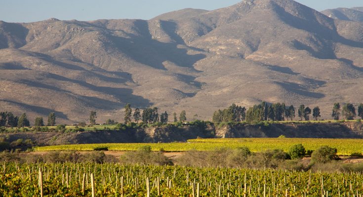 Vale do Limarí, no Chile, destaca esta cepa emblemática que celebra seu dia internacional neste 26 de maio