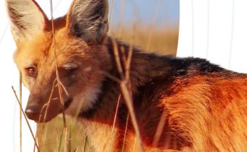 Lobo-guará em Vila Velha