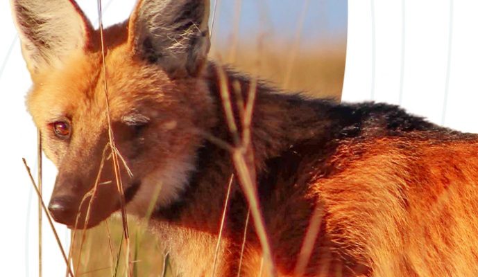 Lobo-guará em Vila Velha