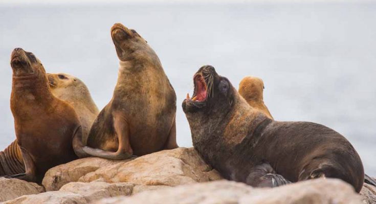 Isolte Lobos, novo parque nacional