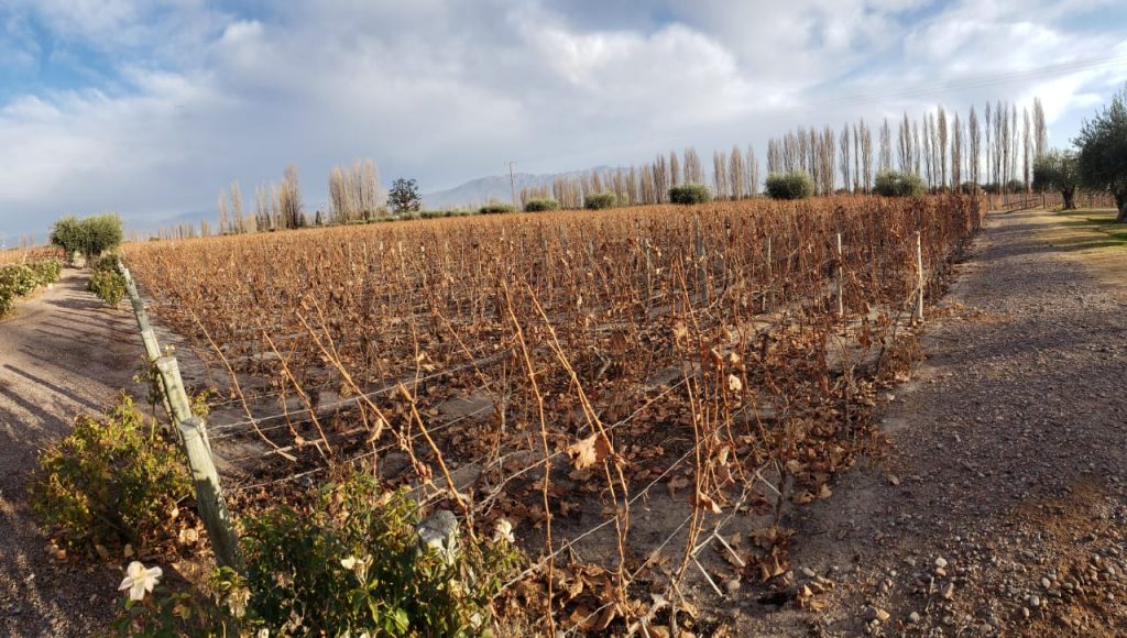 Videiras malbec na Matervini