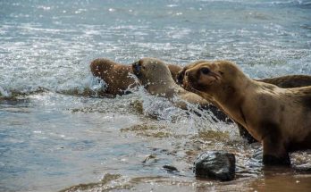 SOS Resgate Fauna Marinha