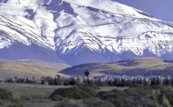 Acordo preserva vida selvagem na Patagônia