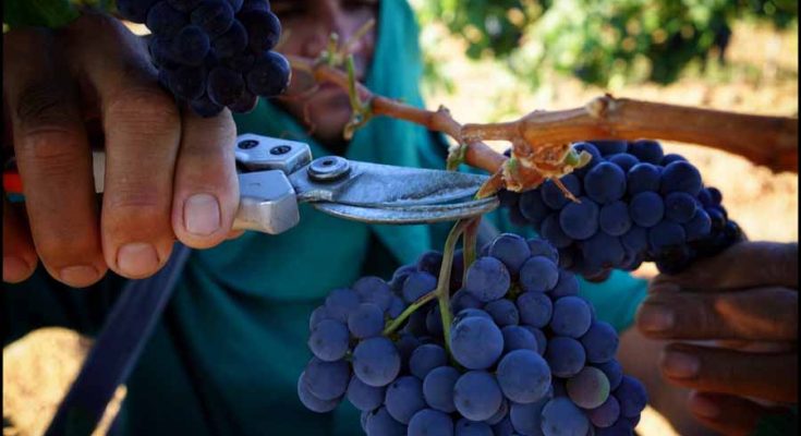 Vinhos vale do São Francisco