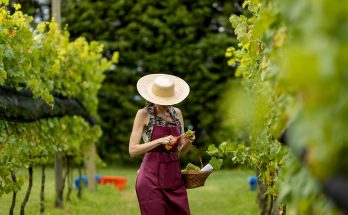 Festa da Vinícola Legado colherá uvas Bordô, Merlot e Viognier