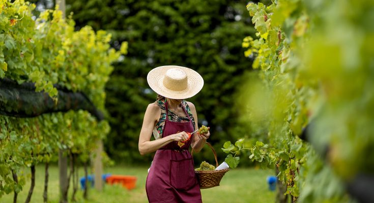 Festa da Vinícola Legado colherá uvas Bordô, Merlot e Viognier