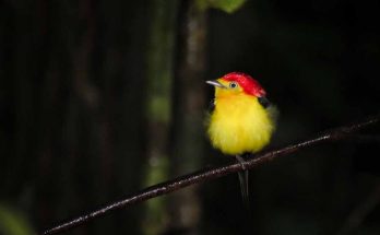 birdwatching amazônia