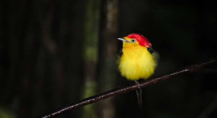 birdwatching amazônia
