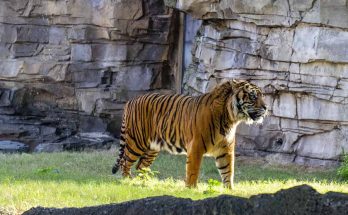 Tigre ameaçado nova moradia