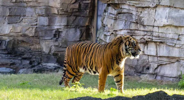 Tigre ameaçado nova moradia