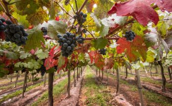 Chile confirma tradicionais vindimas, a Festa do Vinho