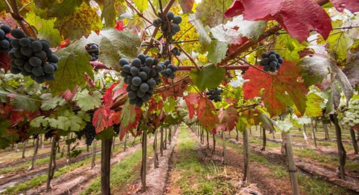 Chile confirma tradicionais vindimas, a Festa do Vinho