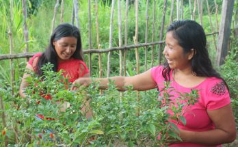 Mulheres Waiwai tem na colheita de pimenta Assisi fonte de renda