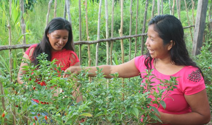 Mulheres Waiwai tem na colheita de pimenta Assisi fonte de renda