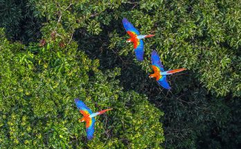 Faça turismo e seja voluntário na Amazônia