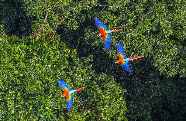 Faça turismo e seja voluntário na Amazônia