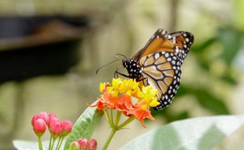 ecoturismo são paulo nas férias