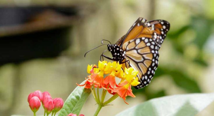ecoturismo são paulo nas férias