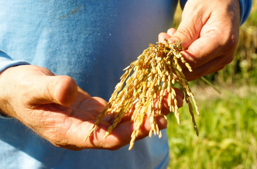 Arroz cultivado em Santa Catarina é de alta qualidade