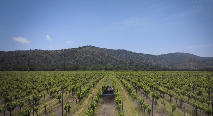 Acompanhe a colheita de uvas no Chile