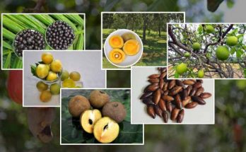 foto alimentos feira brasil na mesa embrapa