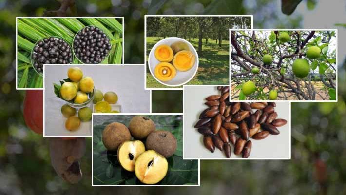 foto alimentos feira brasil na mesa embrapa